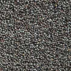 Mustard Seed Black (Raai)